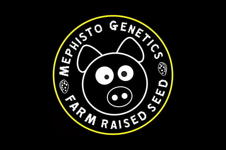 Mephisto Genetics