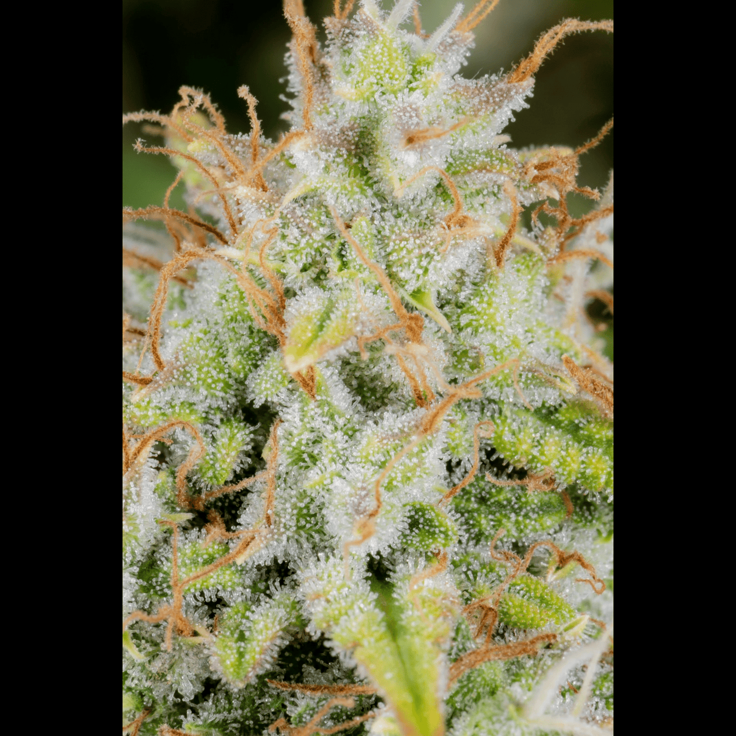 Cinderella Auto