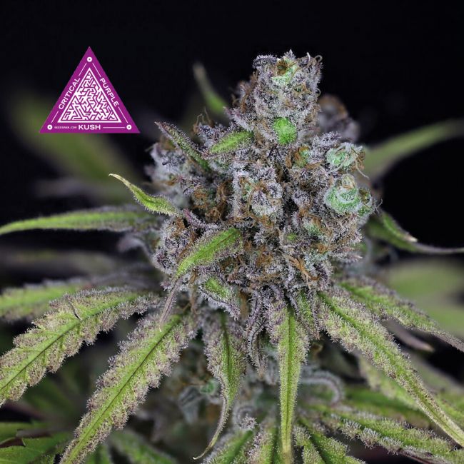 Critical Purple Kush