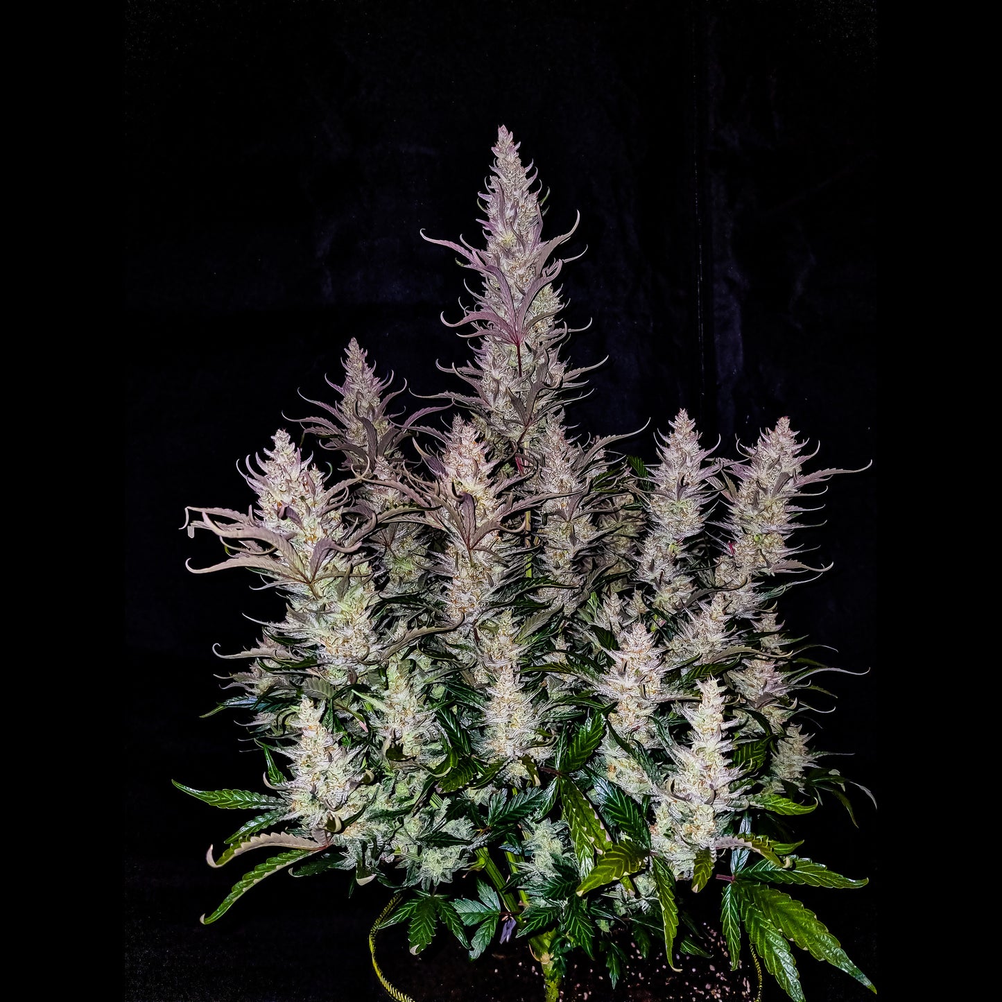 Bruce Banner Auto