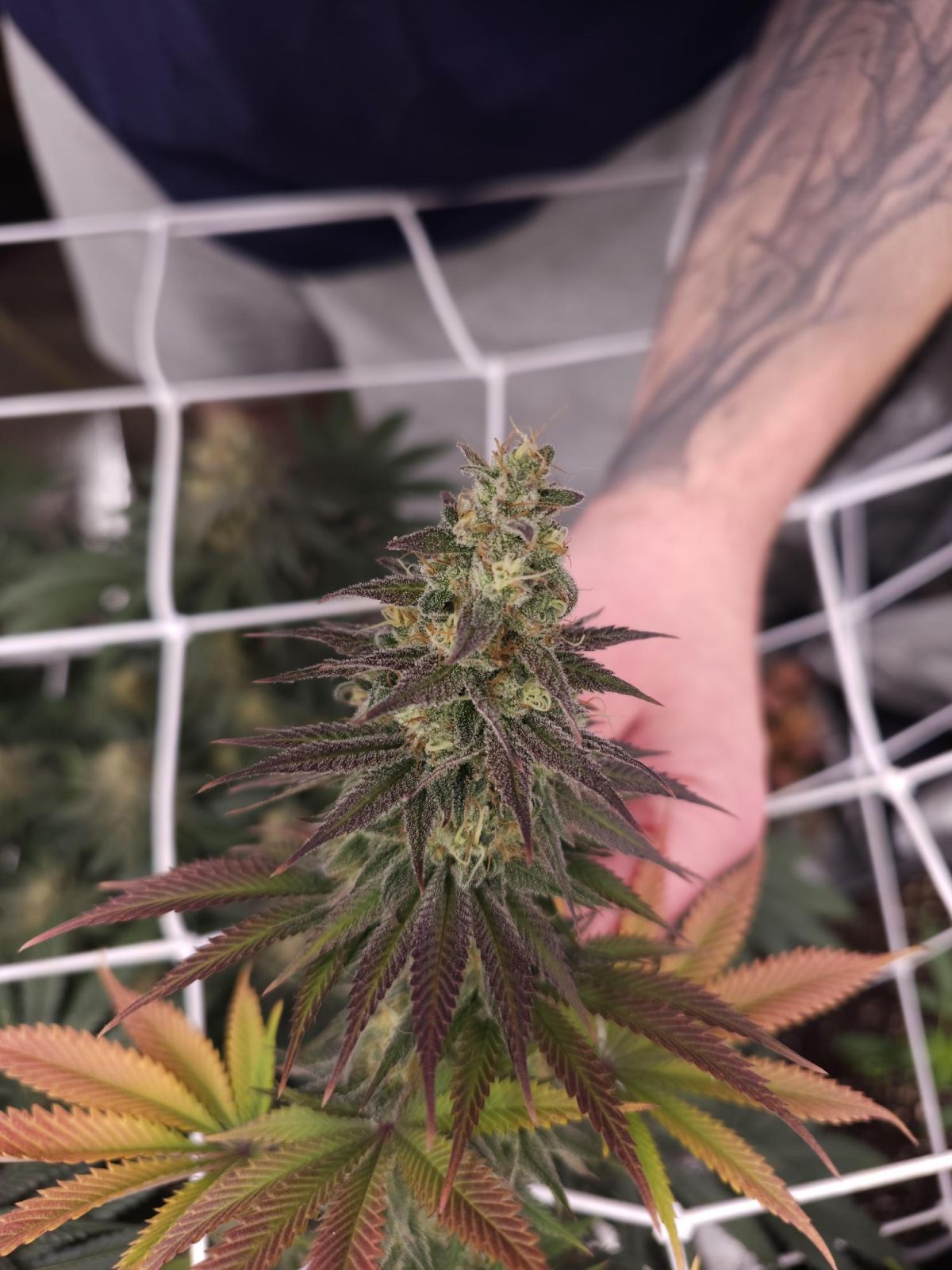 Lemon Mandarin