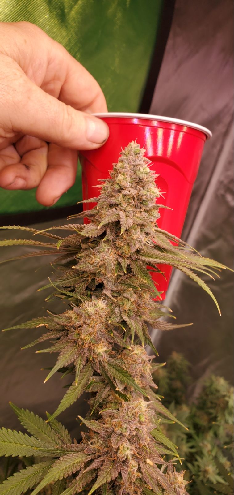 Lemon Mandarin