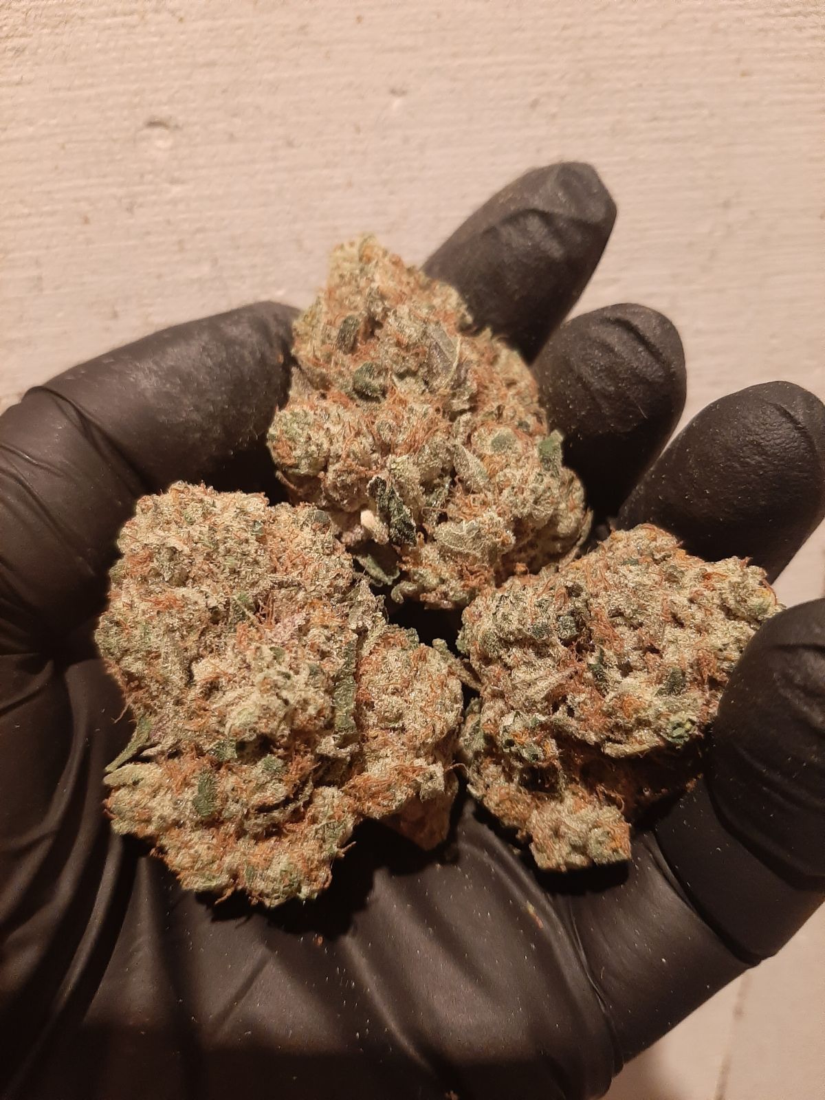 Gorilla Melon