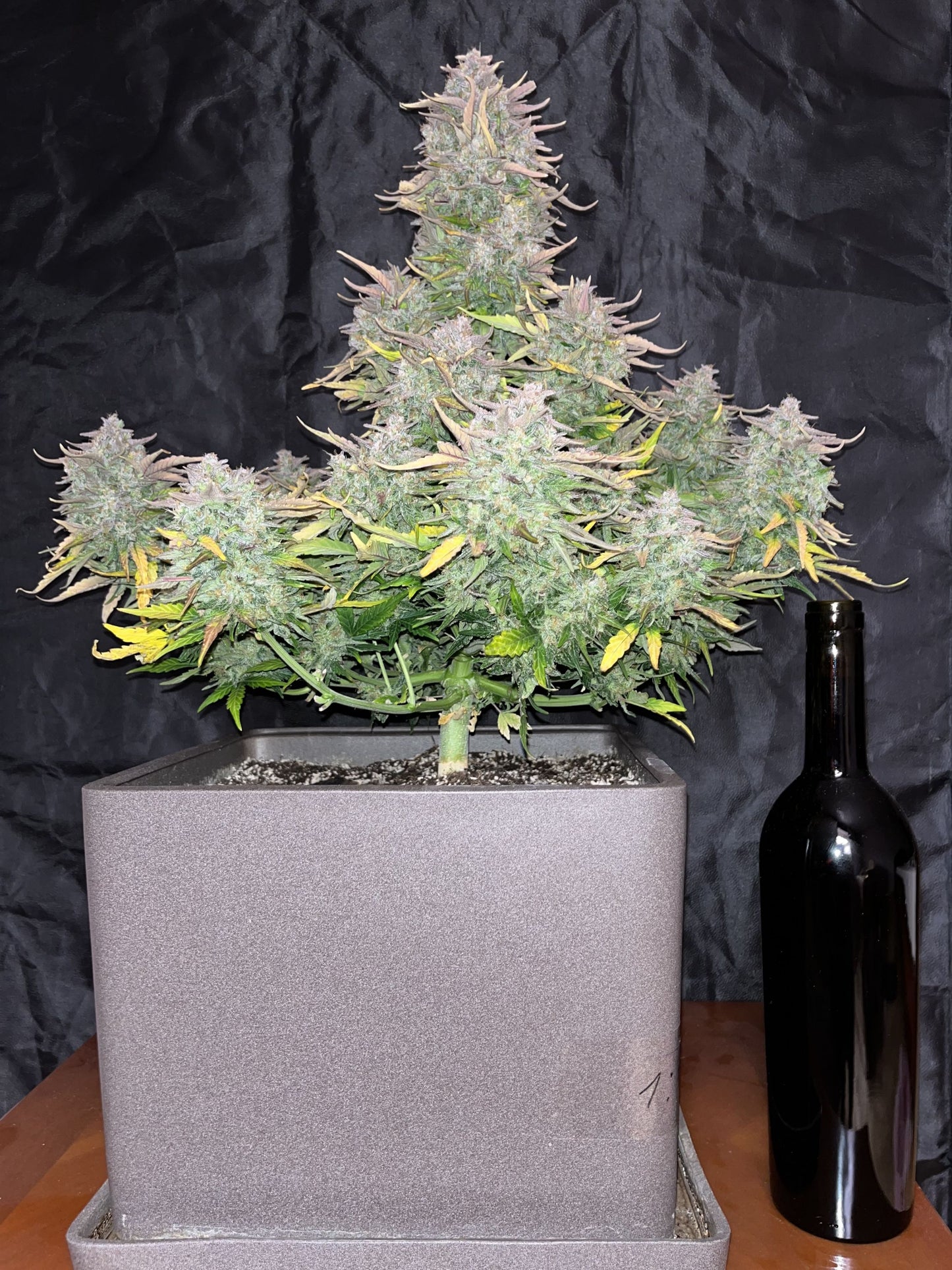 CBD Auto 1:1 (CBD Crack)