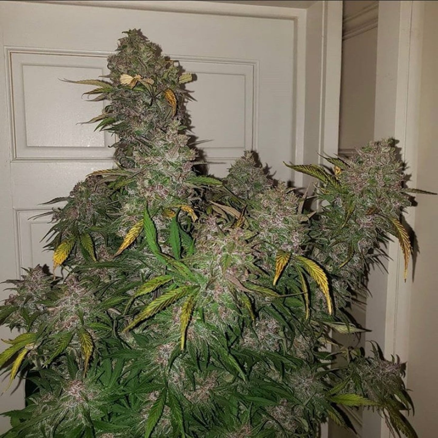 C4 Auto