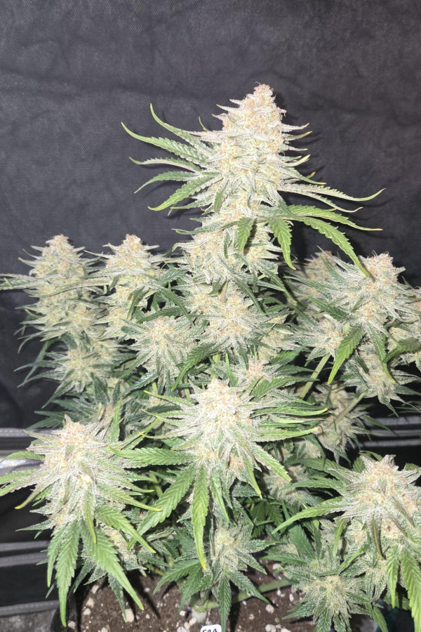 Frostbanger Auto