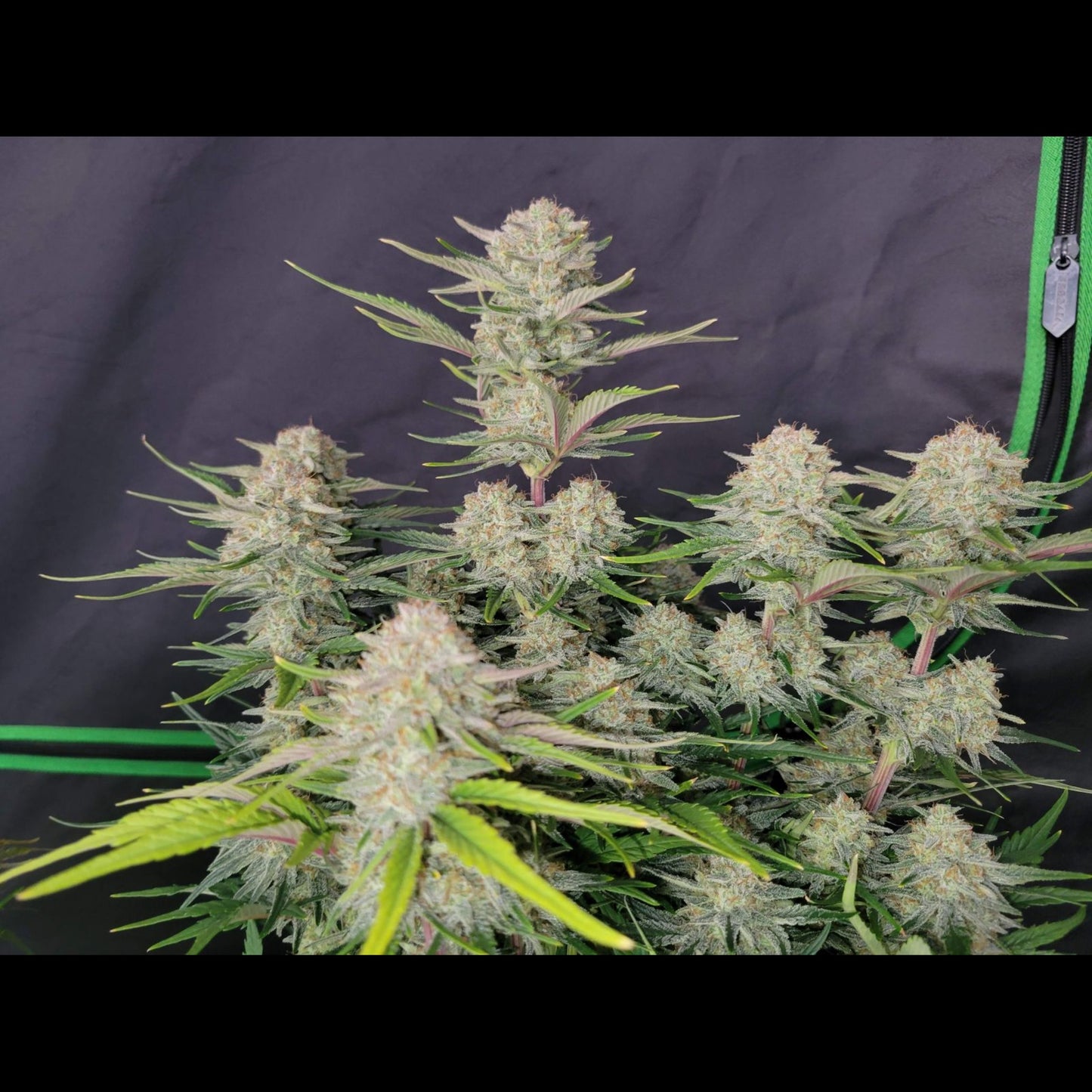 Apricot Auto