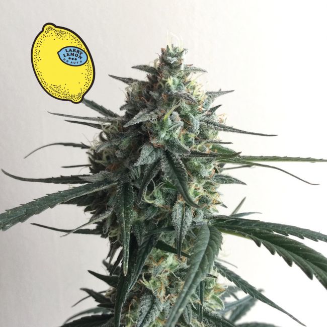 Larry Lemon OG Auto