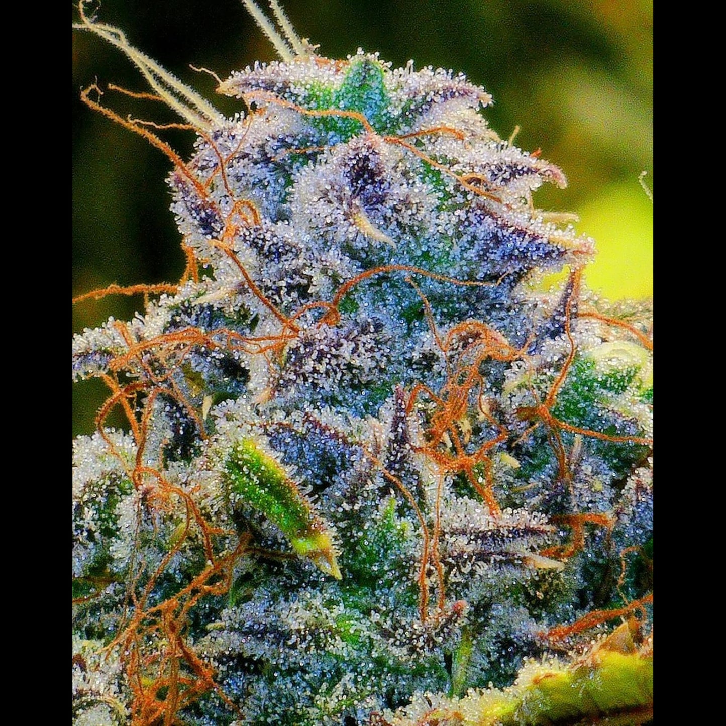 Cream Cookies Auto