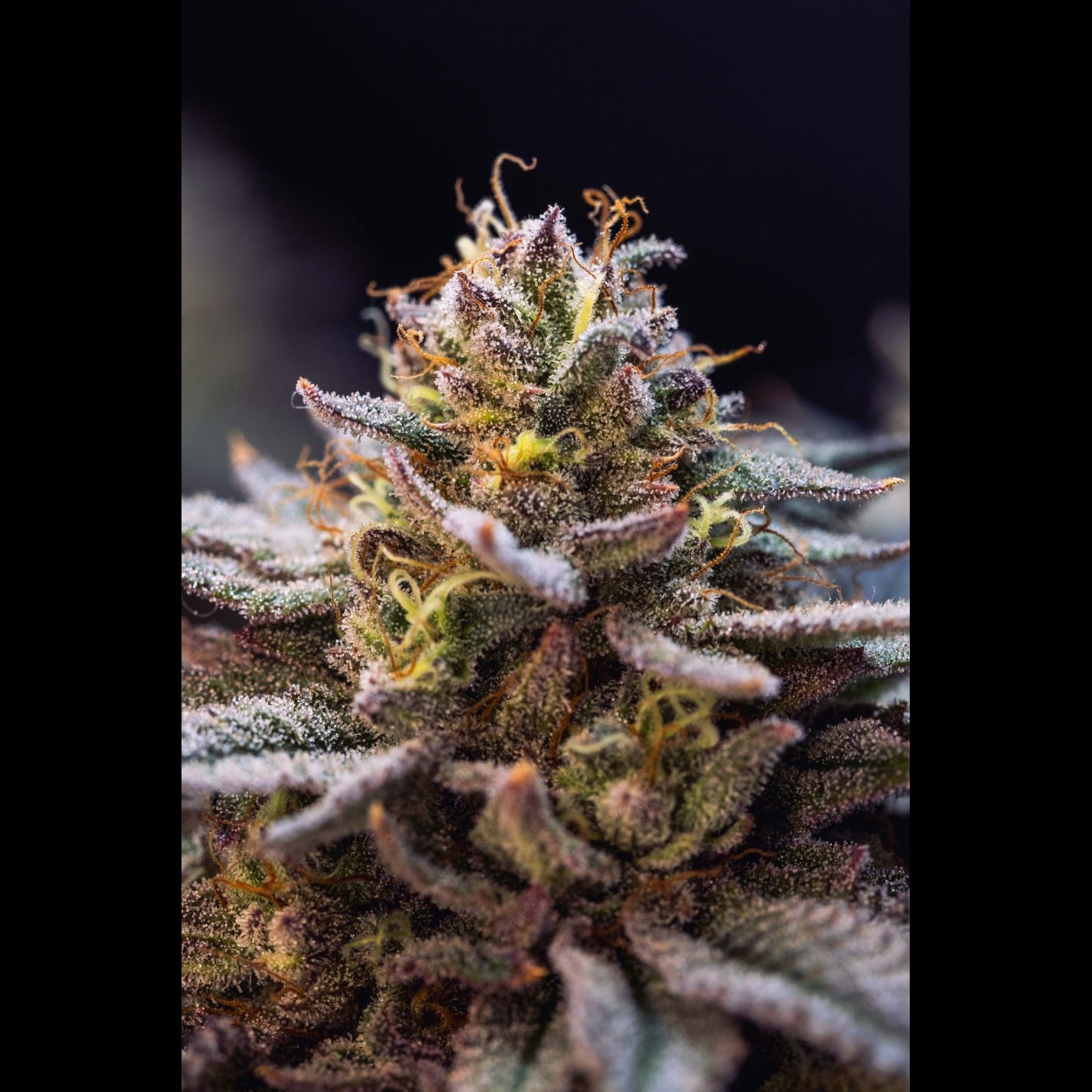 Gorilla Melon