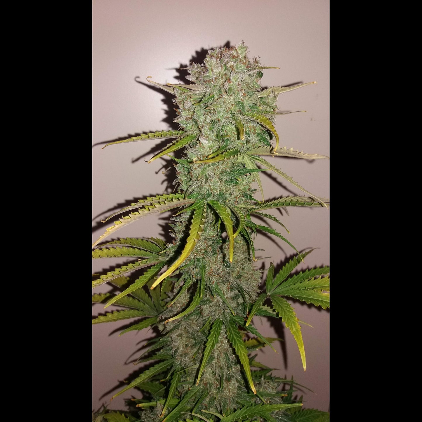 Californian Snow Auto