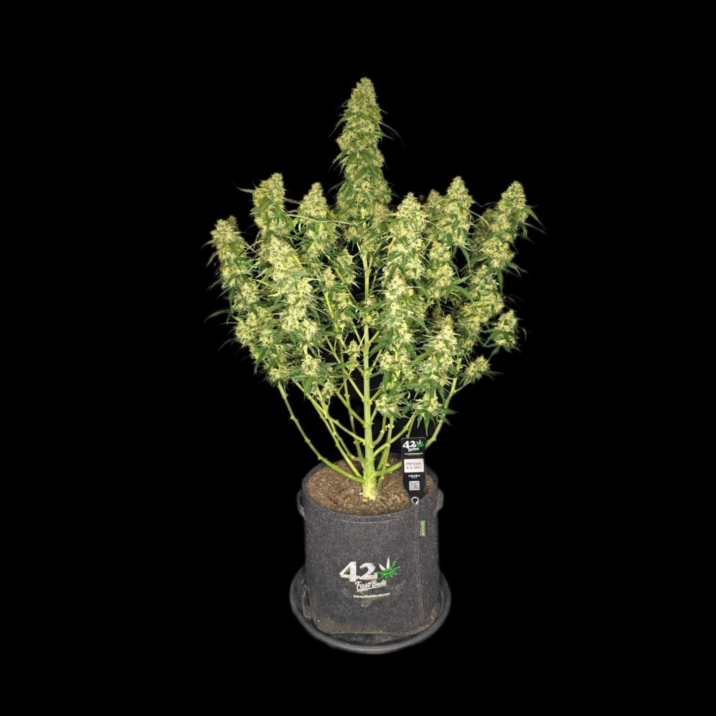 Sour Jealousy Auto
