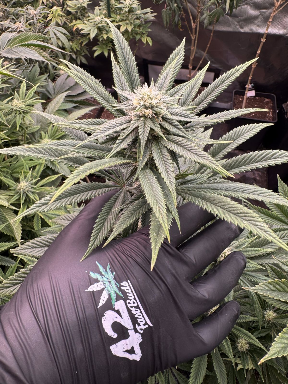 Gorilla Melon