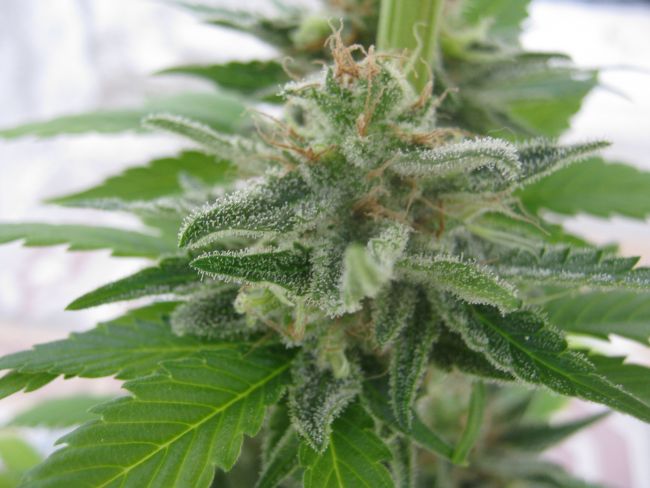 Lemonchello Haze
