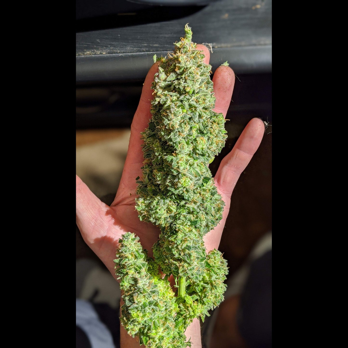 Critical Auto