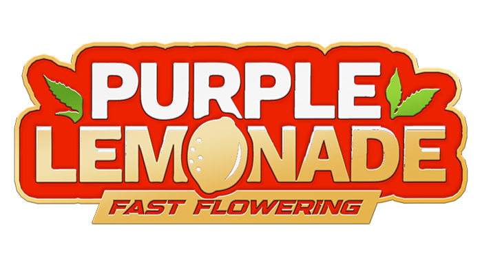 Purple Lemonade Fast Flowering