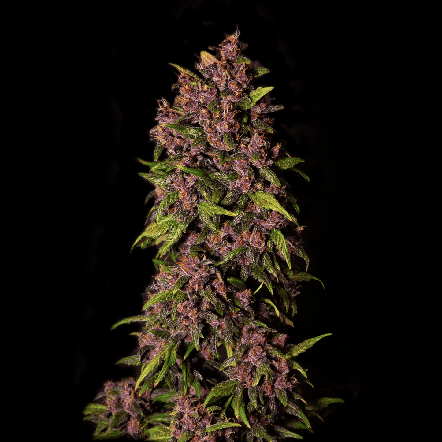 Crystal Meth Auto