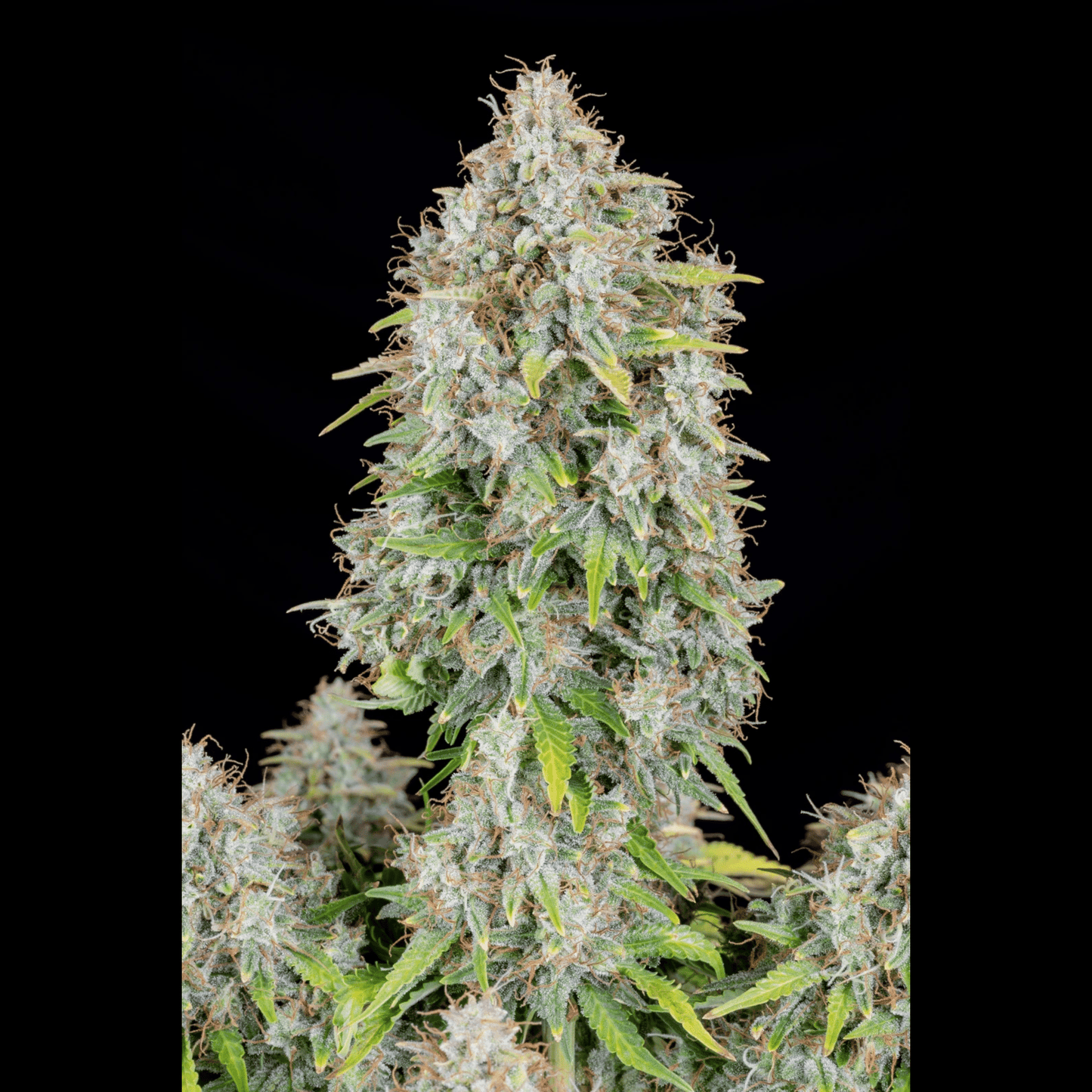 Cinderella Auto