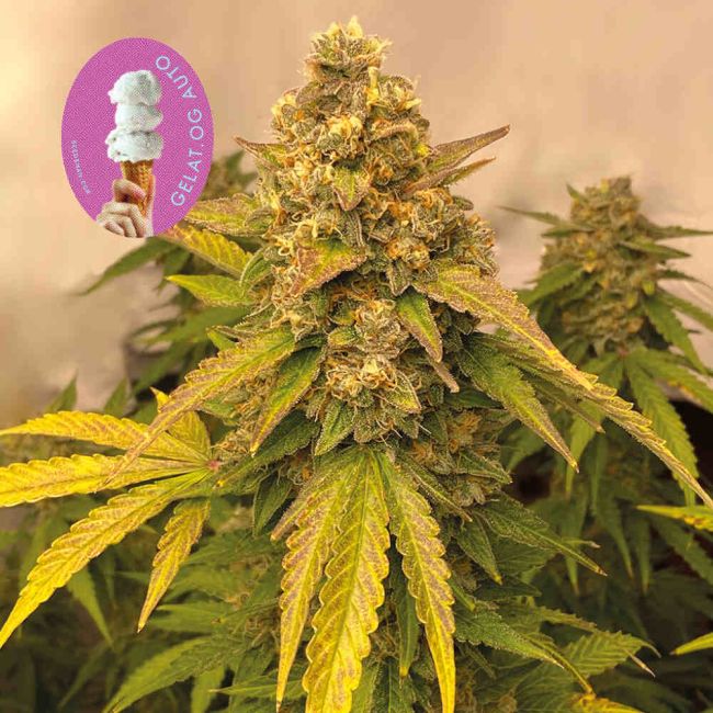 Gelat.OG Auto