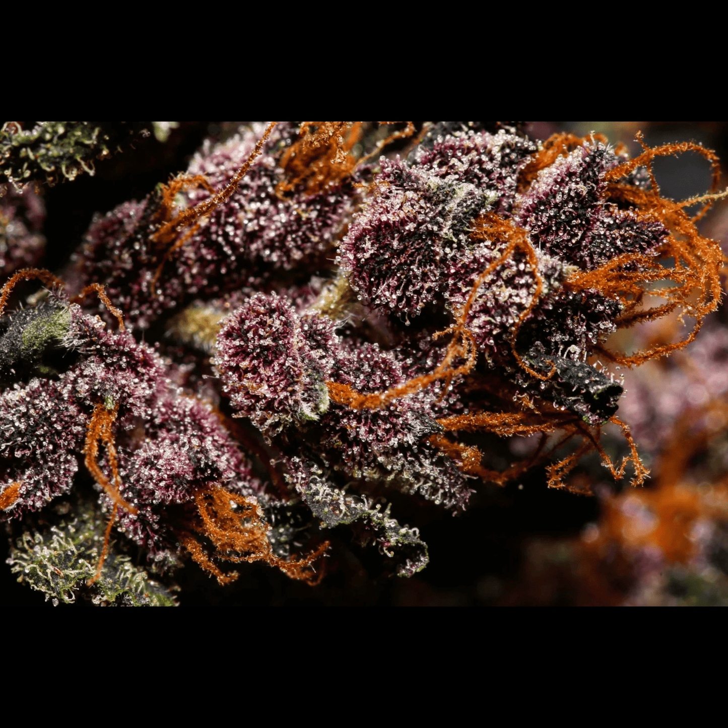 Crystal Meth Auto
