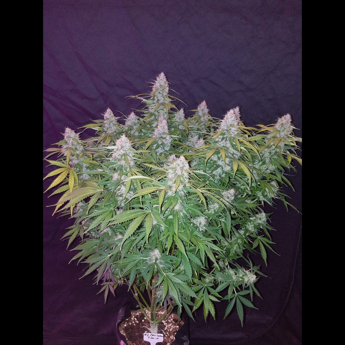 Californian Snow Auto