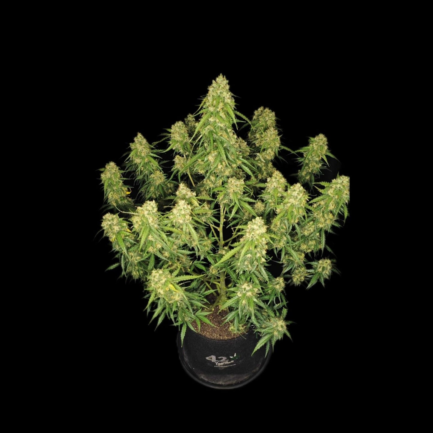 Sour Jealousy Auto
