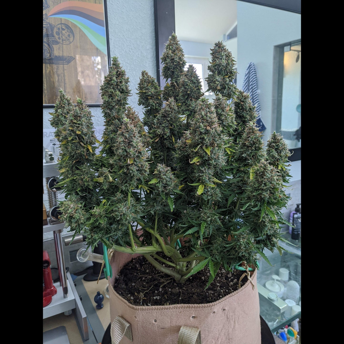 Critical Auto