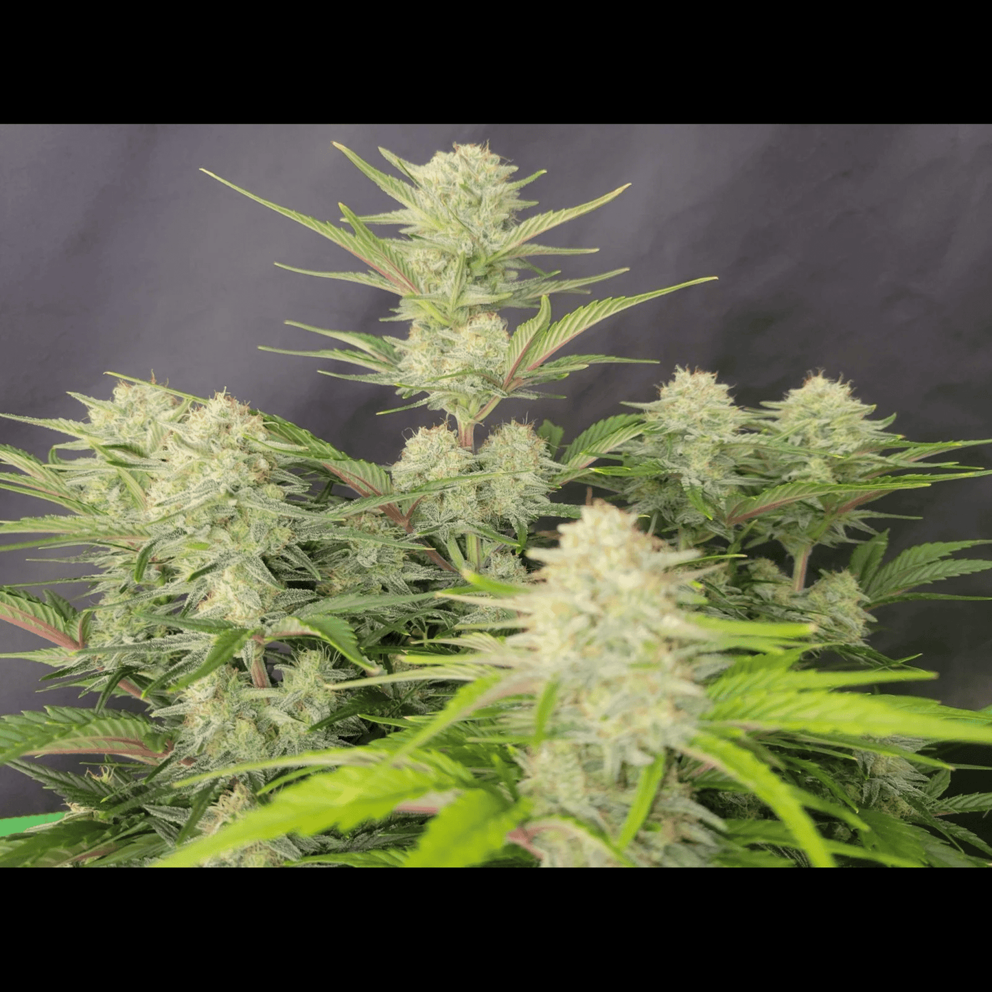Apricot Auto