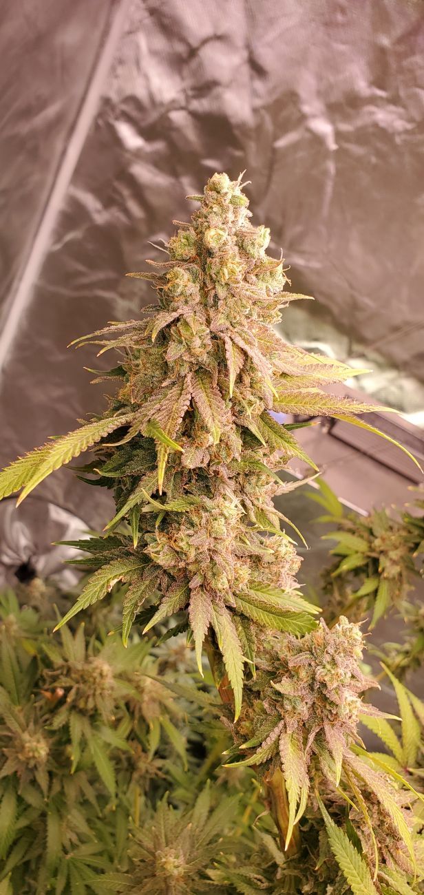 Lemon Mandarin