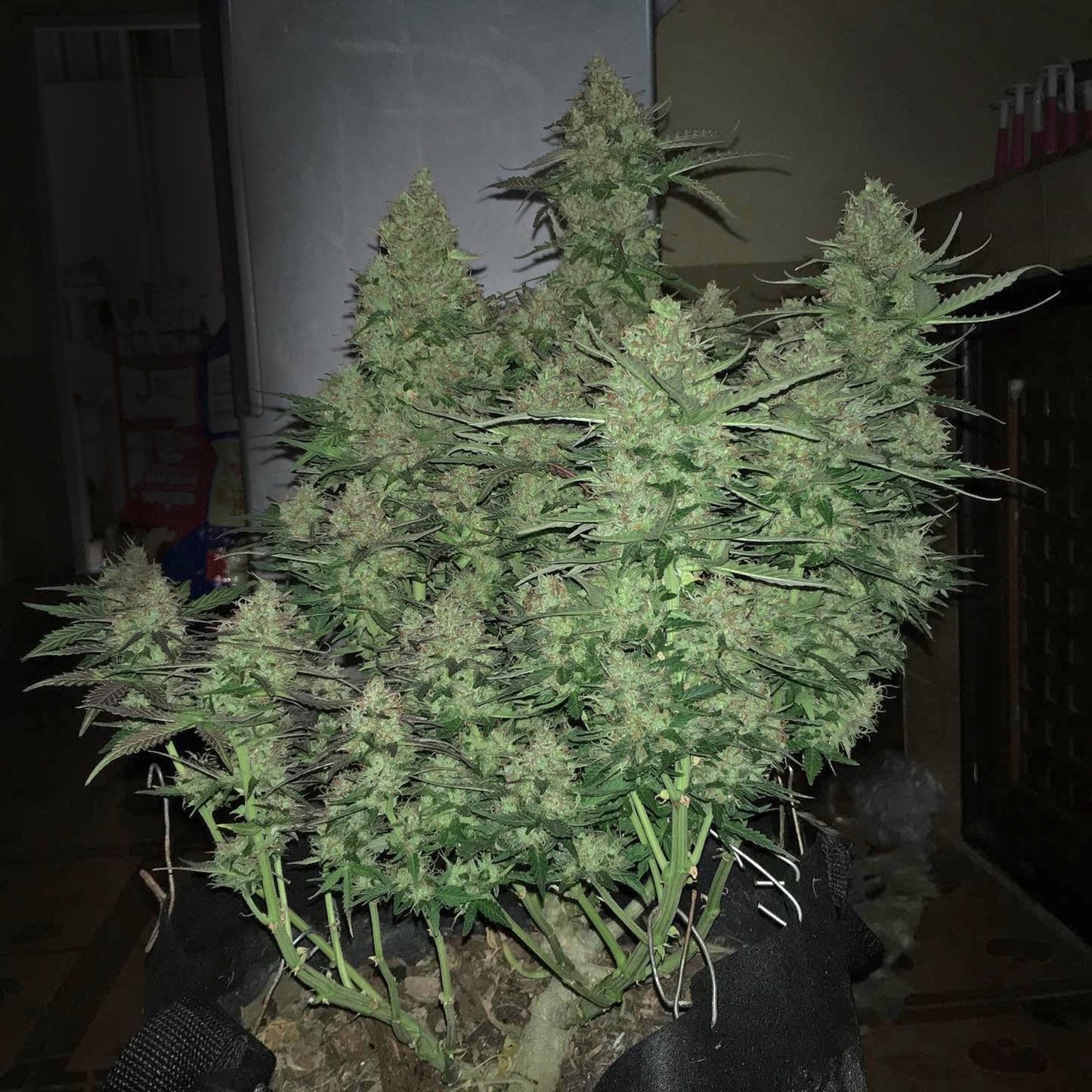 Critical Auto