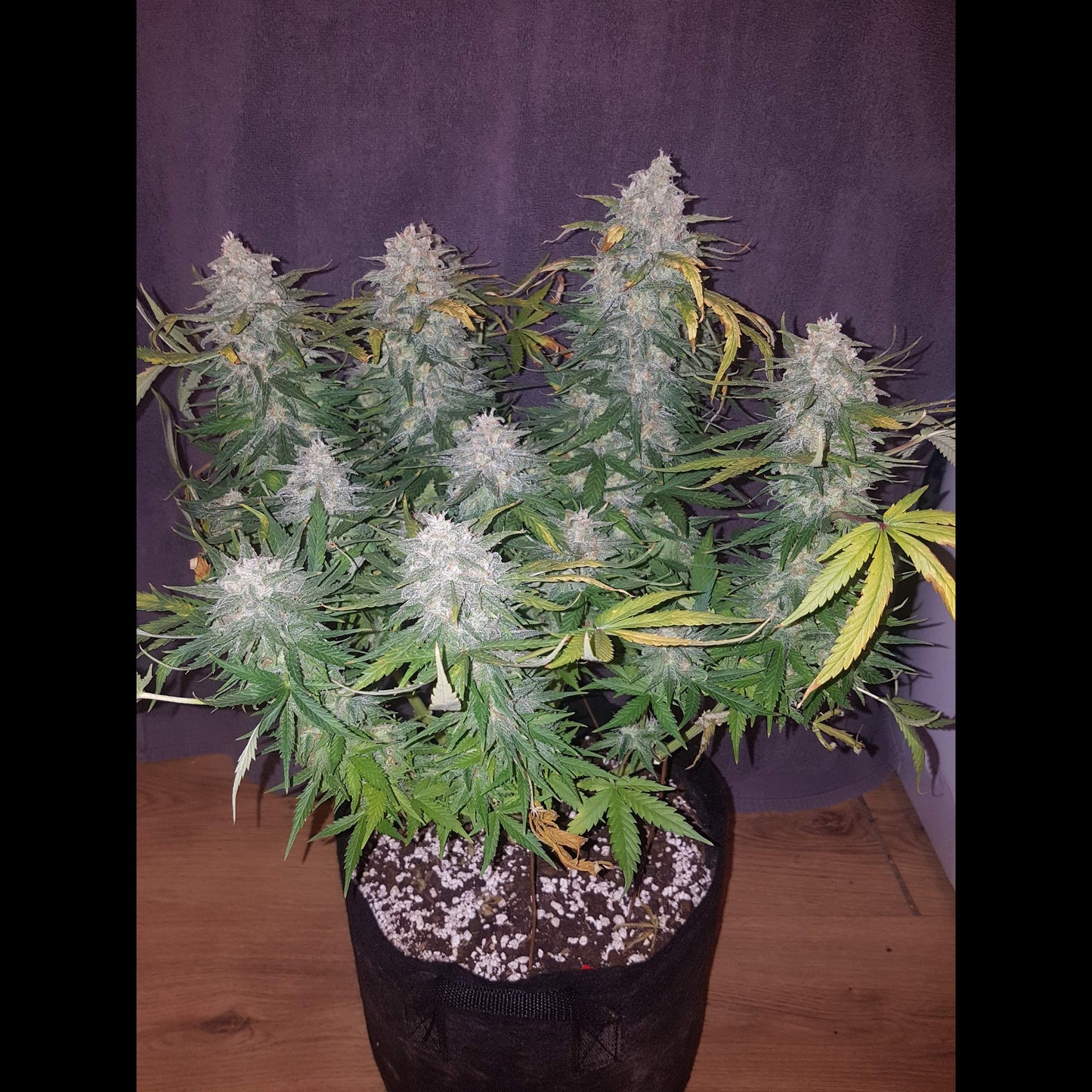 Cream Cookies Auto