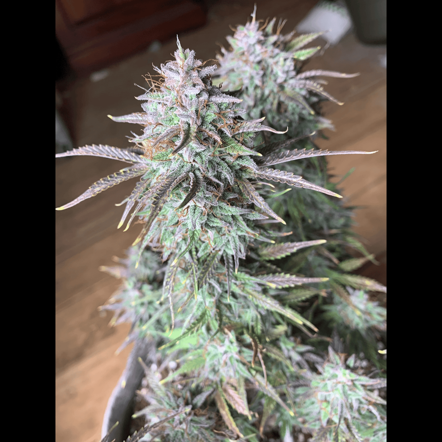 Cream Cookies Auto