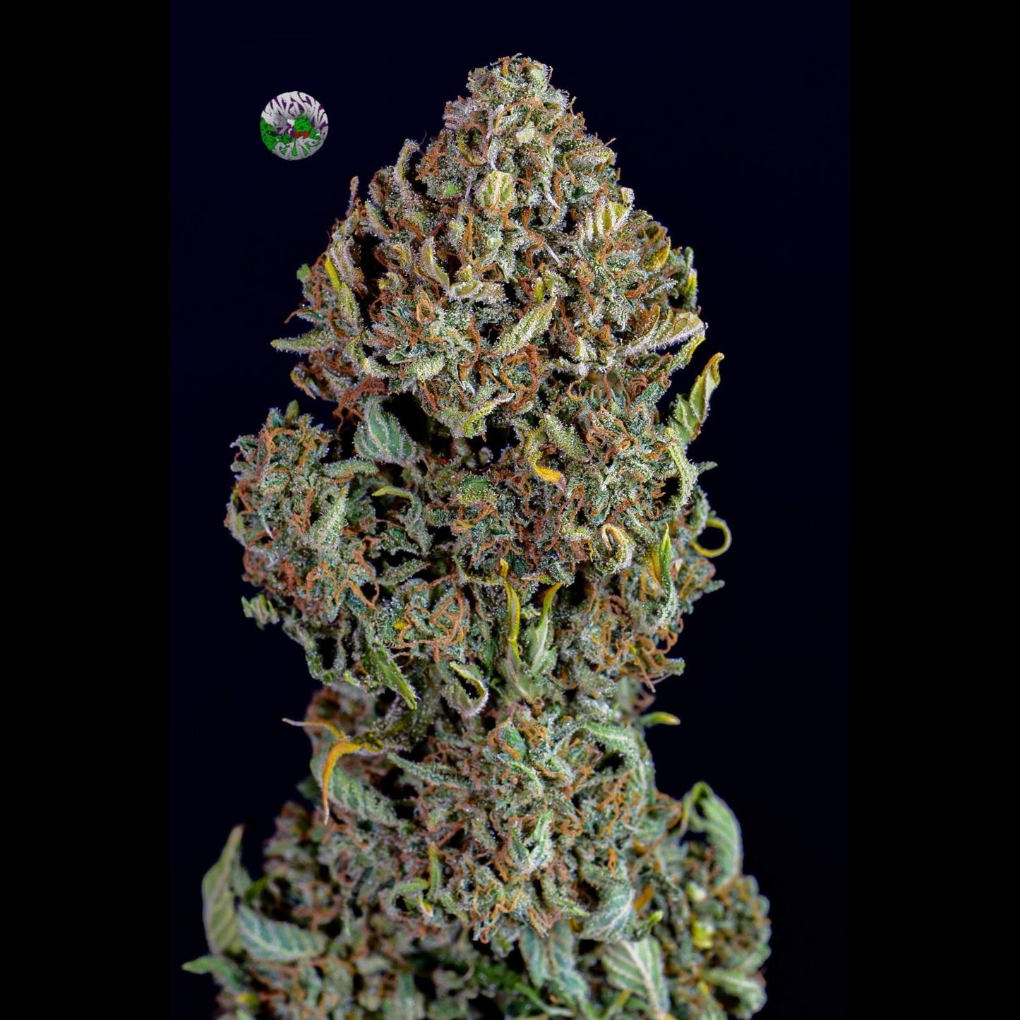 Blue Dream Auto