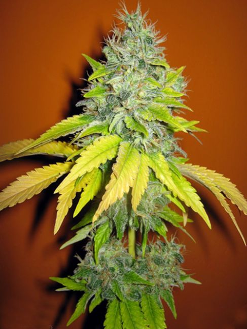 Jack Herer