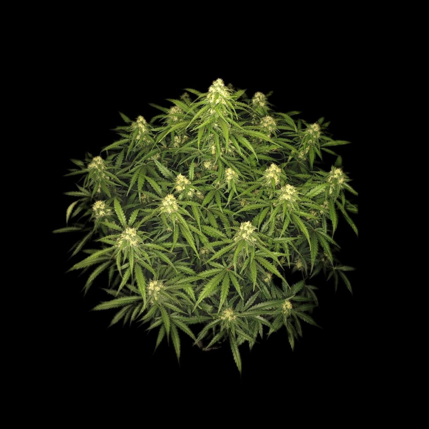 Sour Jealousy Auto