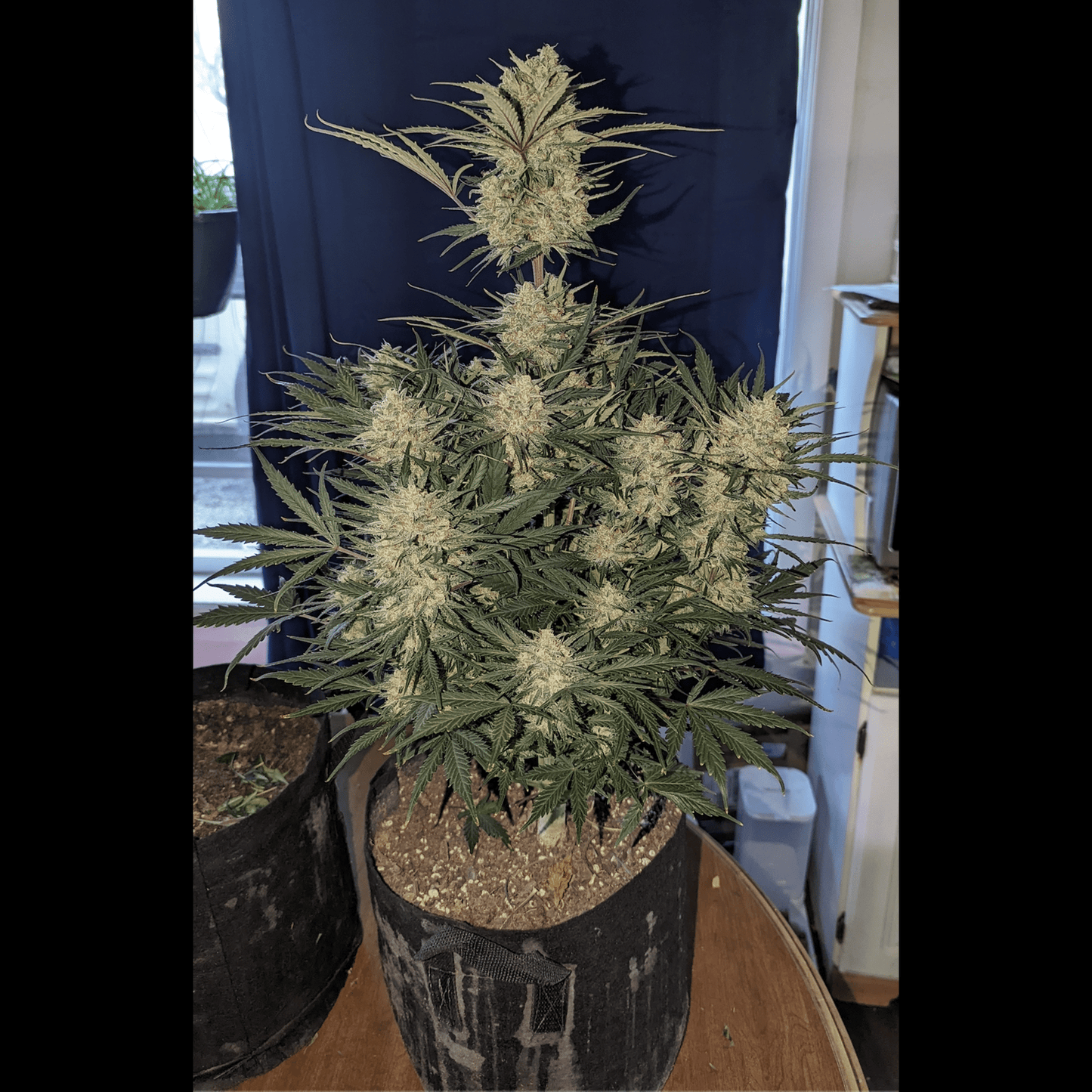 Ztrawberriez Auto