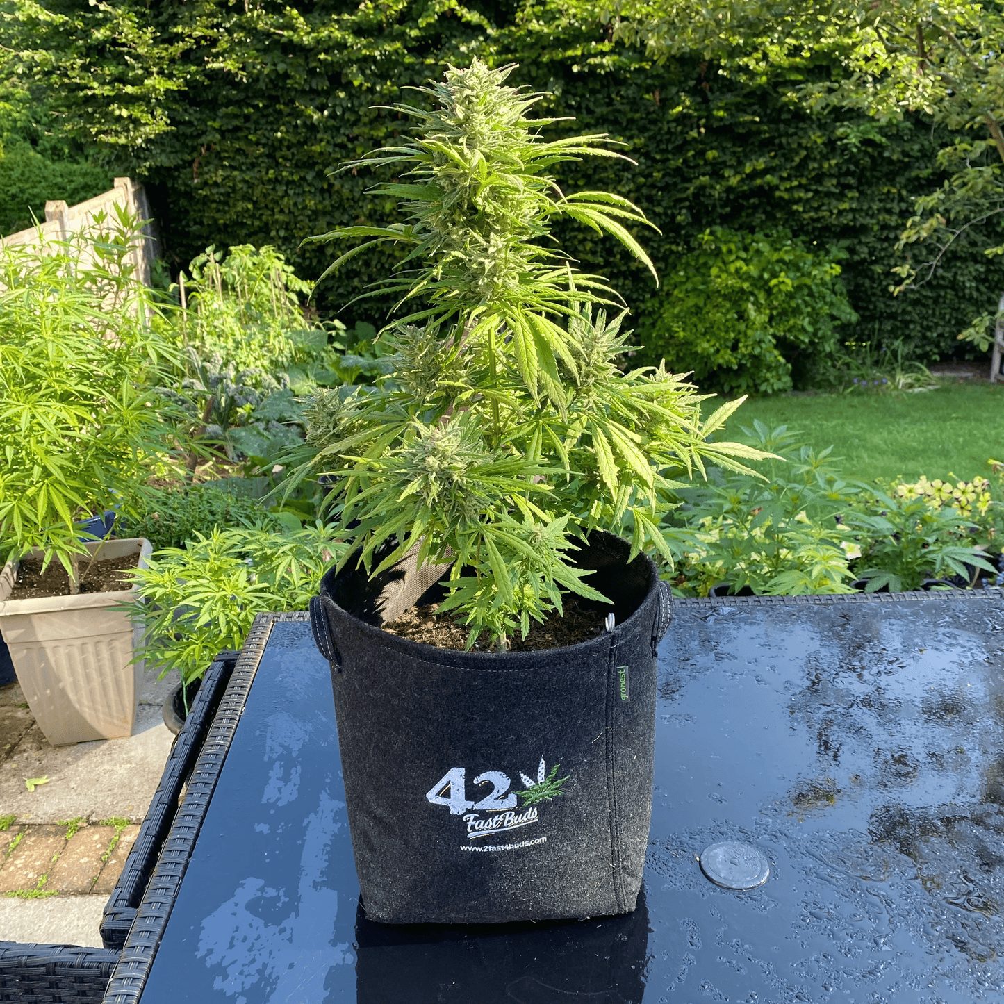 Cinderella Auto