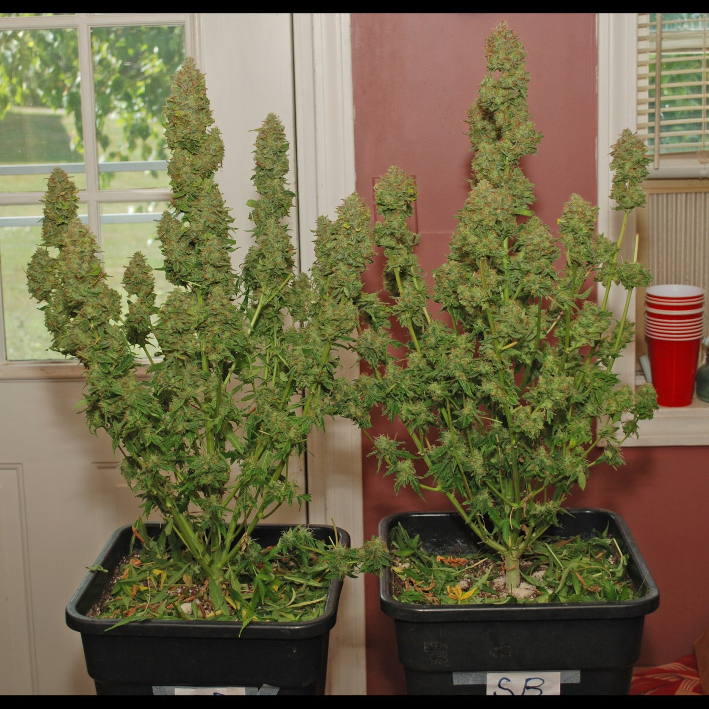 Strawberry Banana Auto