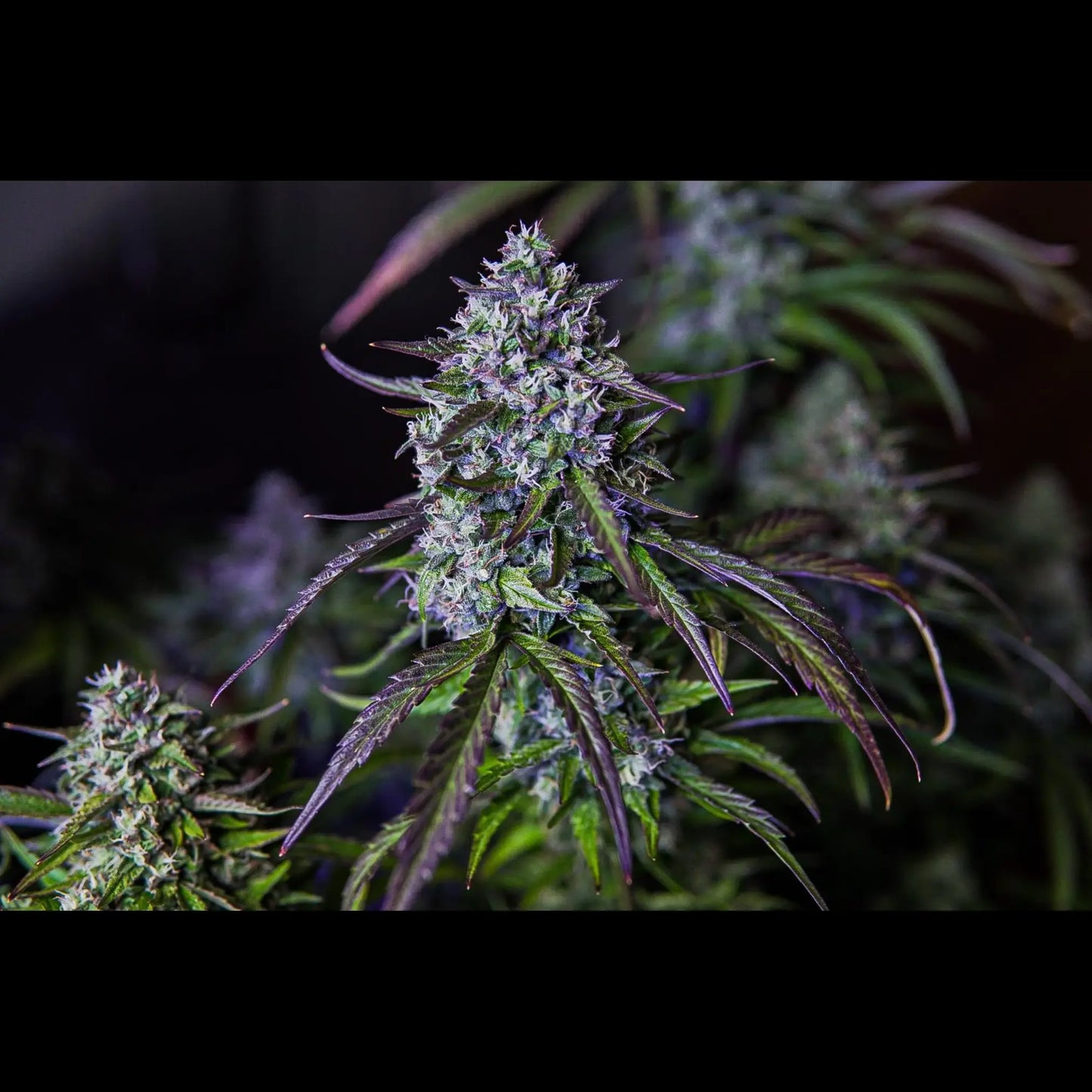 3Wok OG Auto