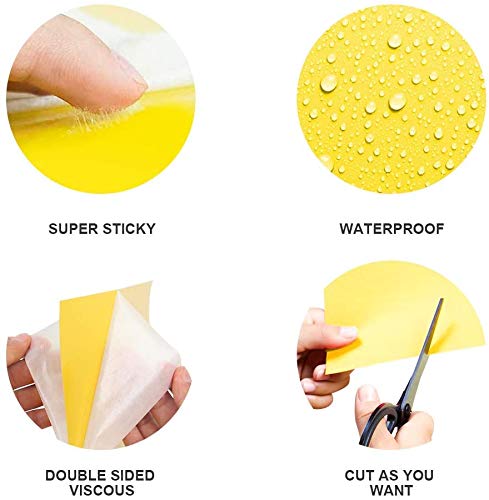 Yellow sticky plates