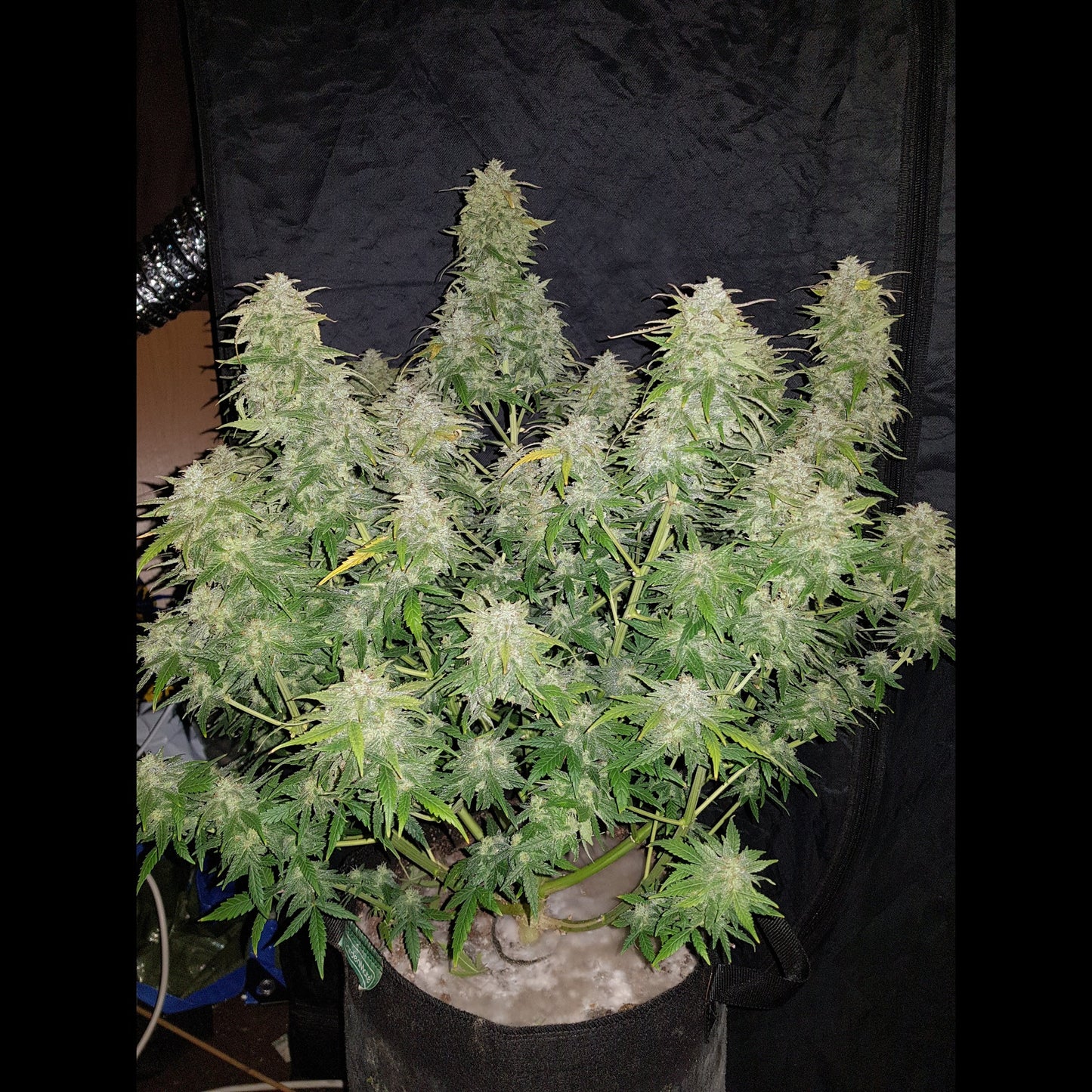 Amnesia Haze Auto