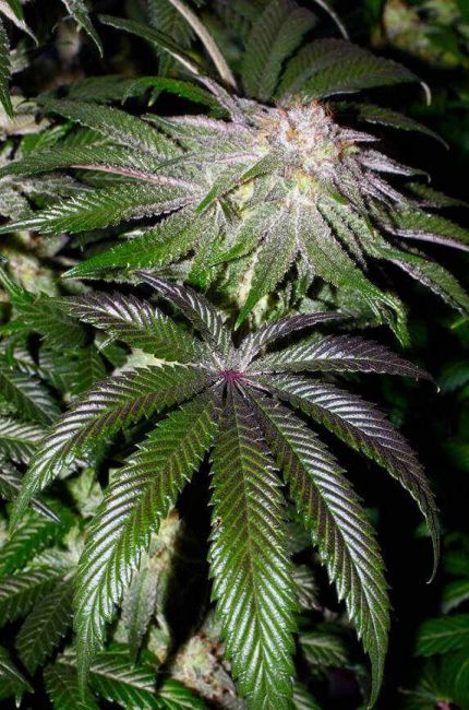 Alaskan Purple