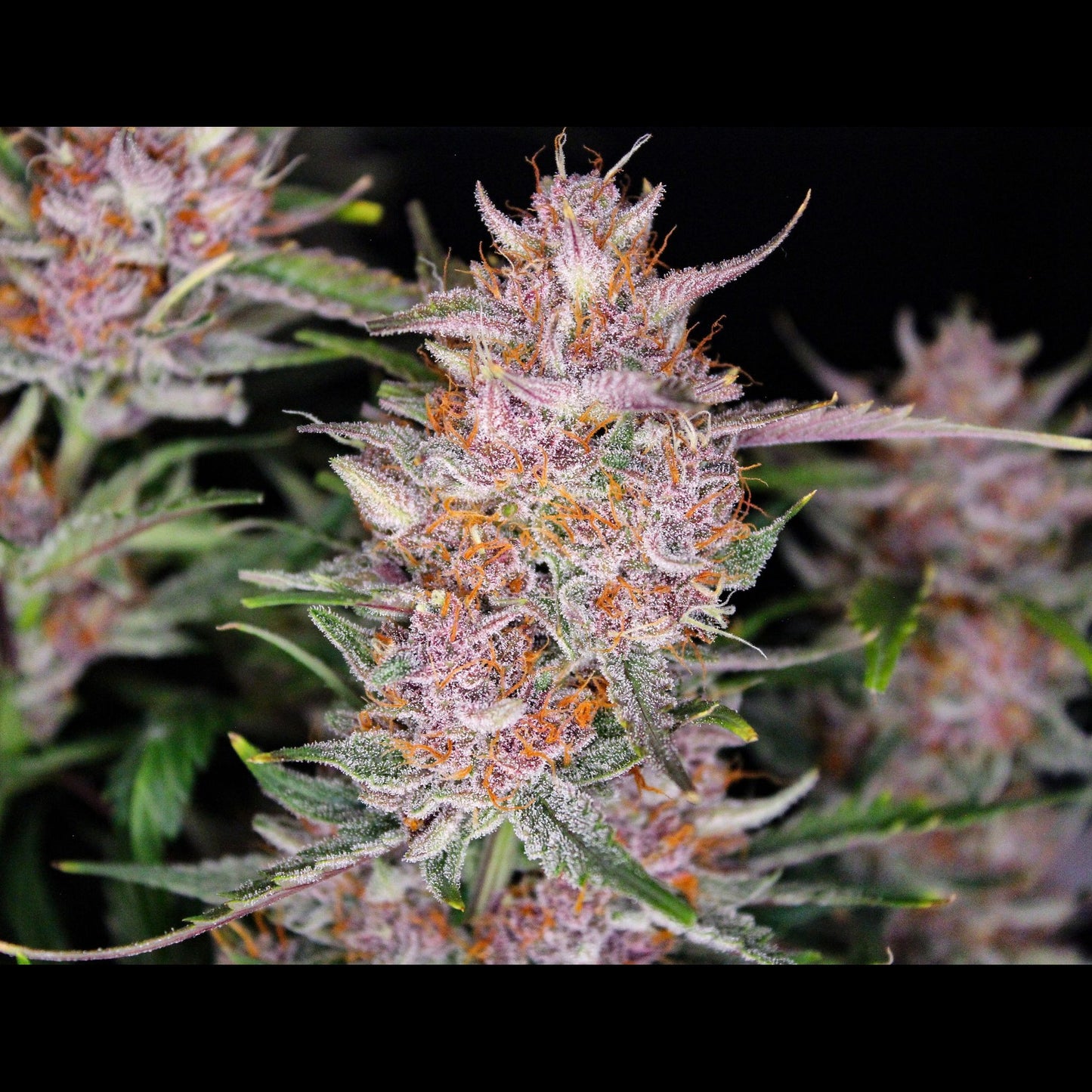 Gorilla Punch Auto