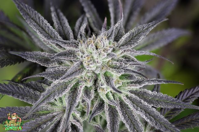 Peyote Gorilla