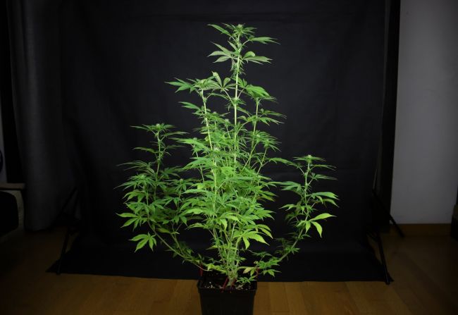 L.A. Peyote Kush