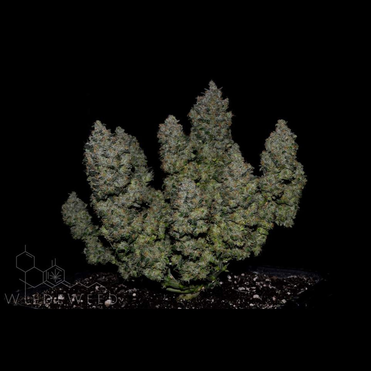 BubbleGum Auto
