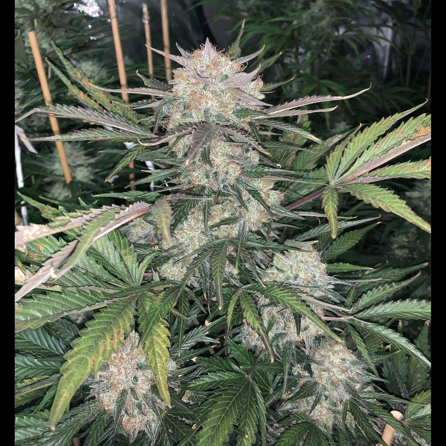BubbleGum Auto