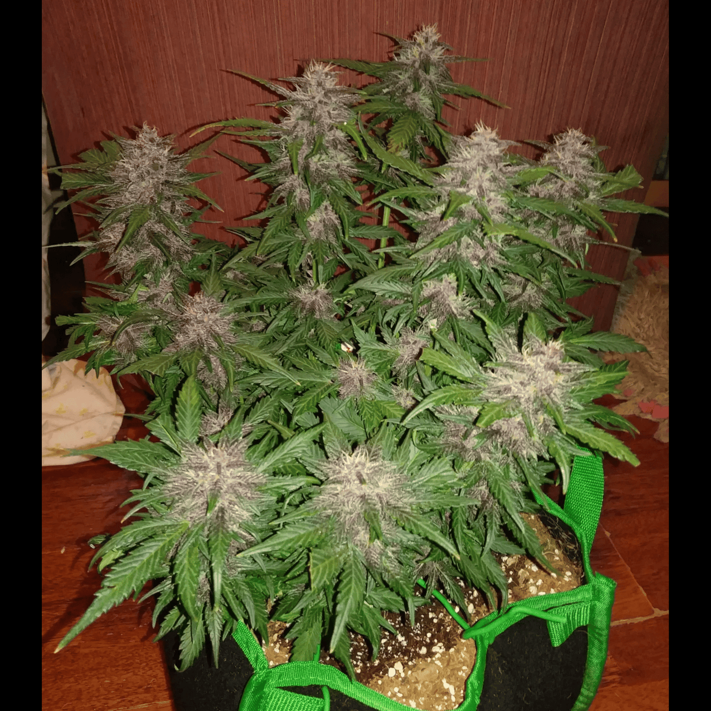 Crystal Meth Auto
