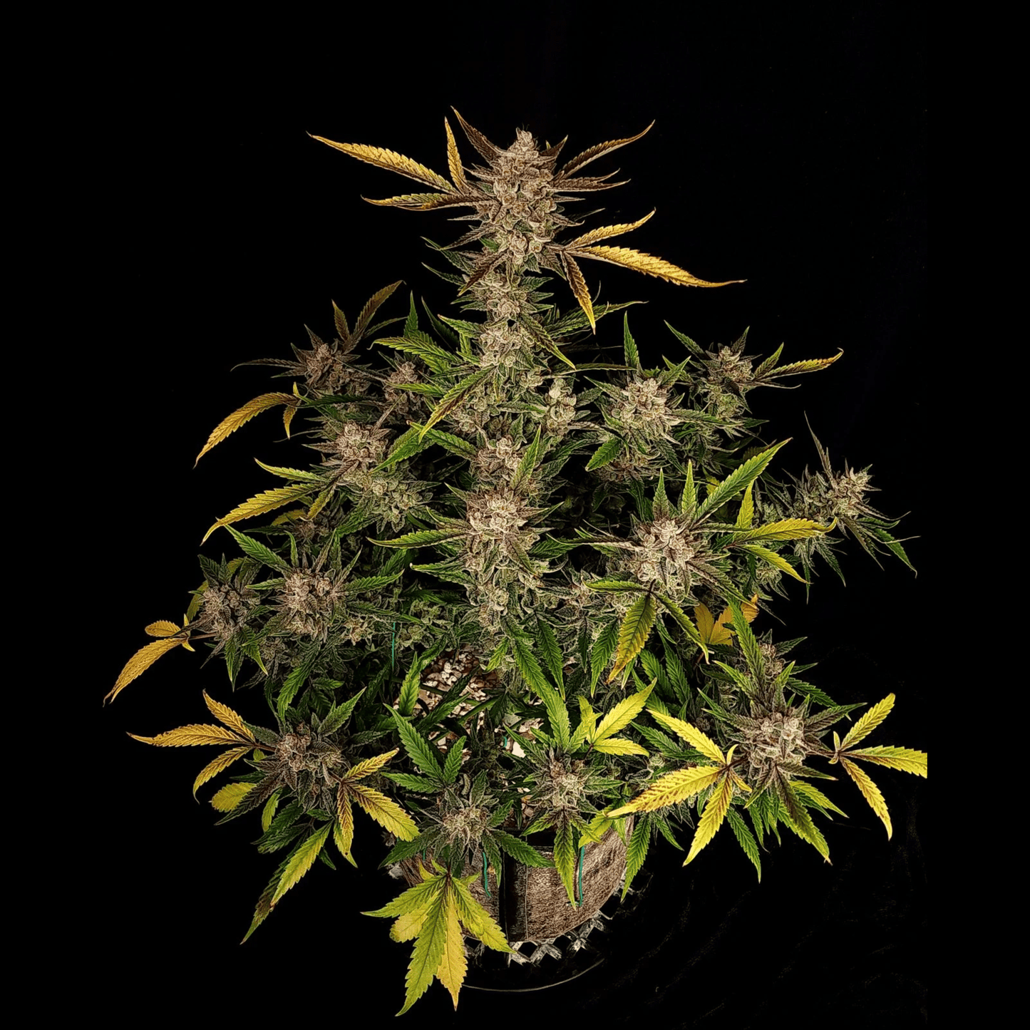 Ztrawberriez Auto