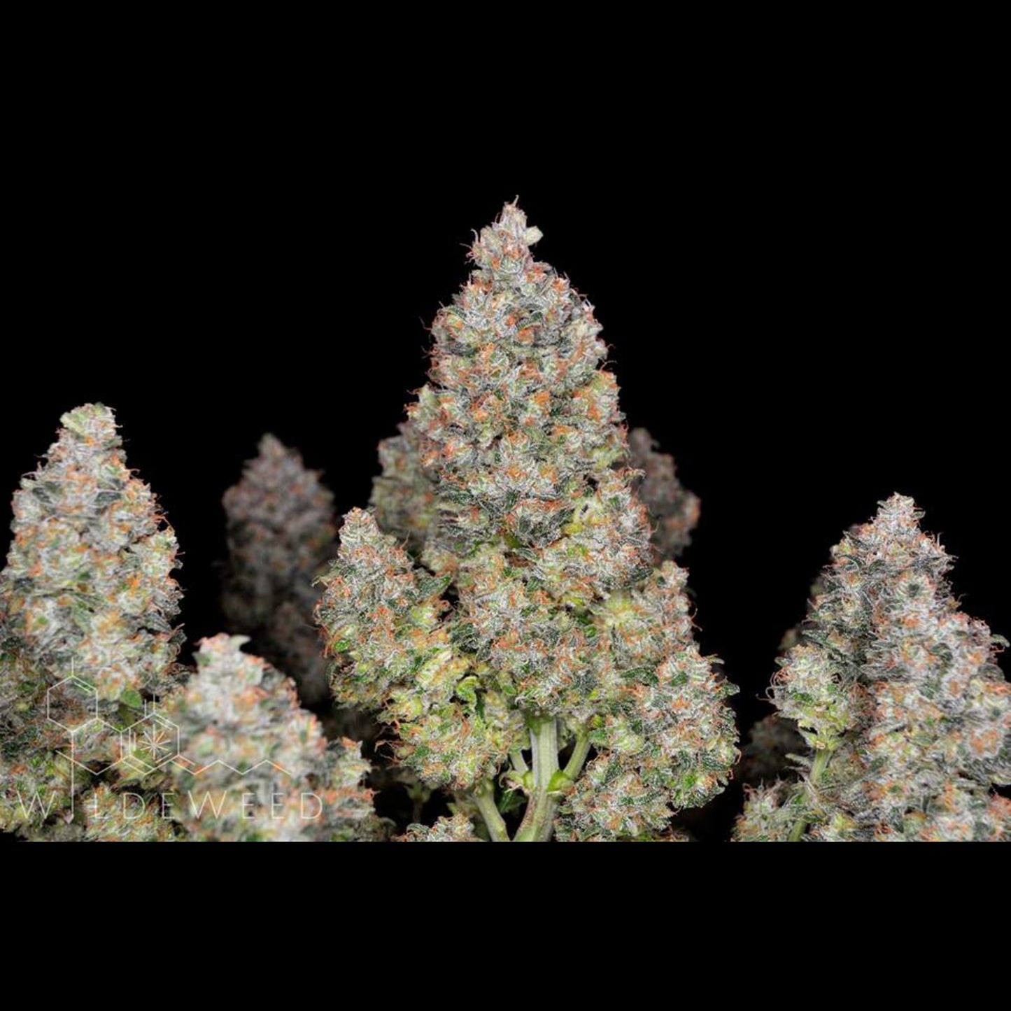 BubbleGum Auto